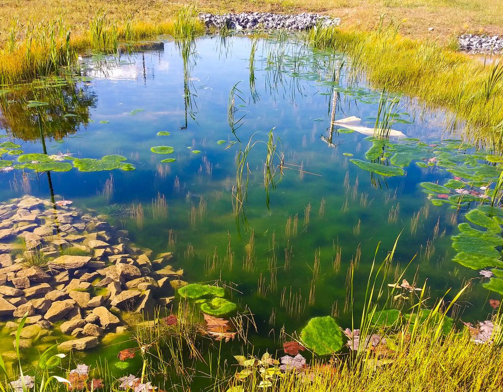 Beaver River CSD Wetland