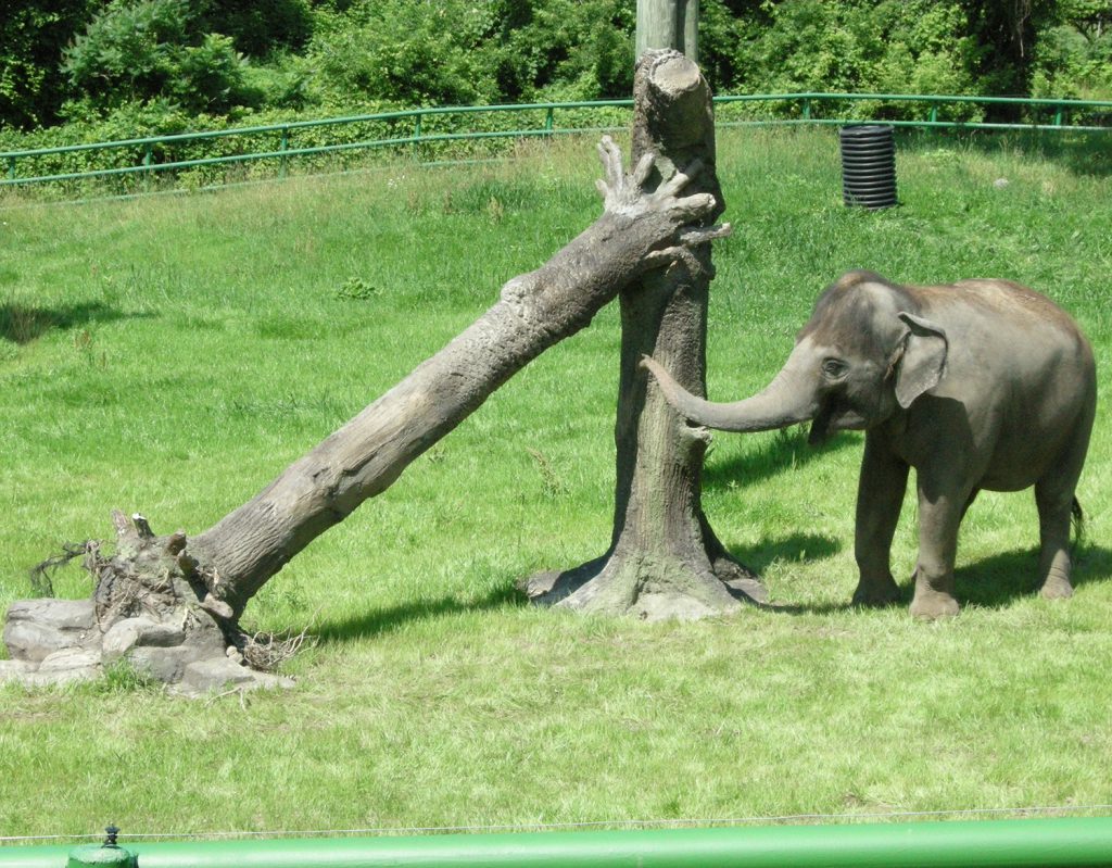 Rosamond Gifford Zoo
